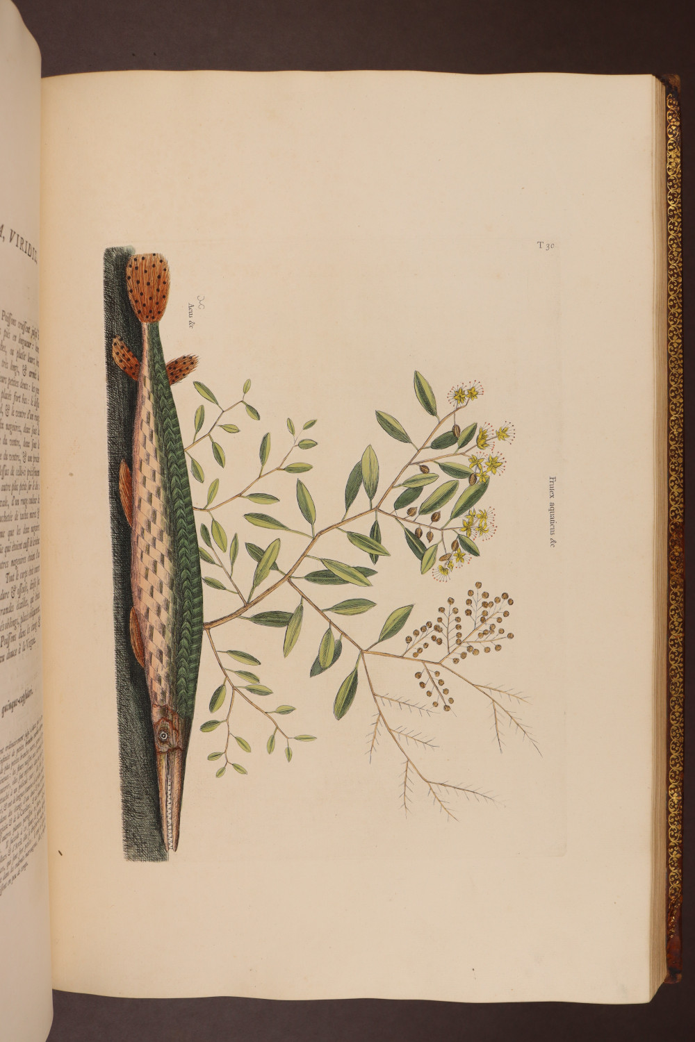 Plate 30